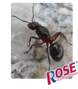 Red and Black Carpent Ant In Cleveland